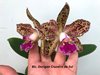 Blc. Durigan Cruzeiro do Sul.
